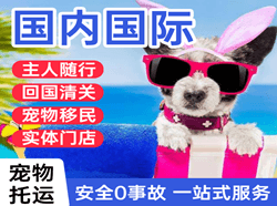 青岛航空货运国际宠物托运 【国
